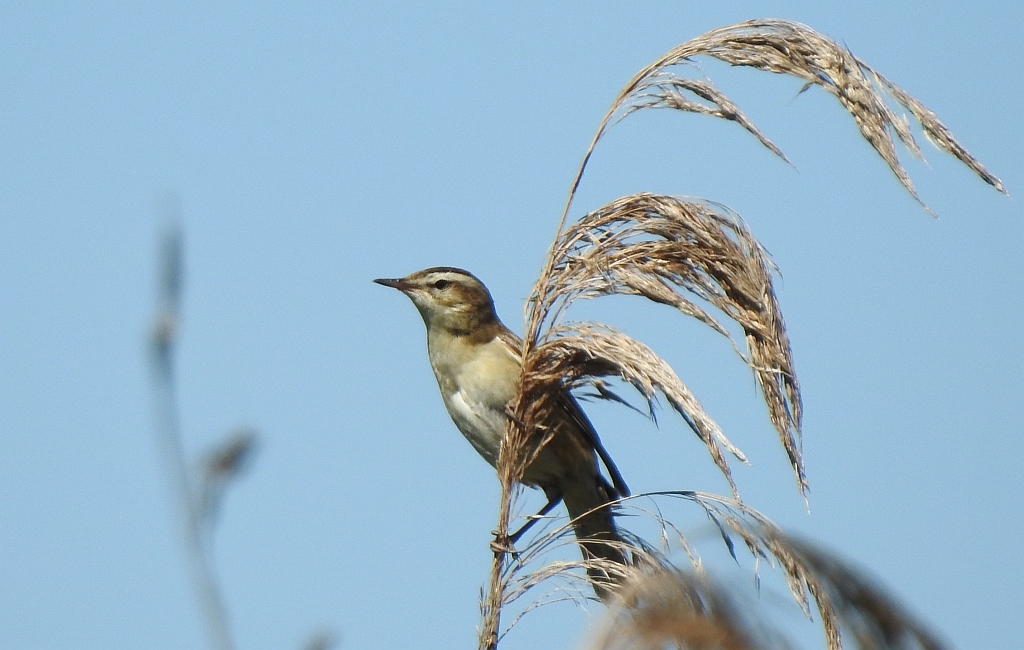 Rokitniczka (Acrocephalus schoenobaenus)