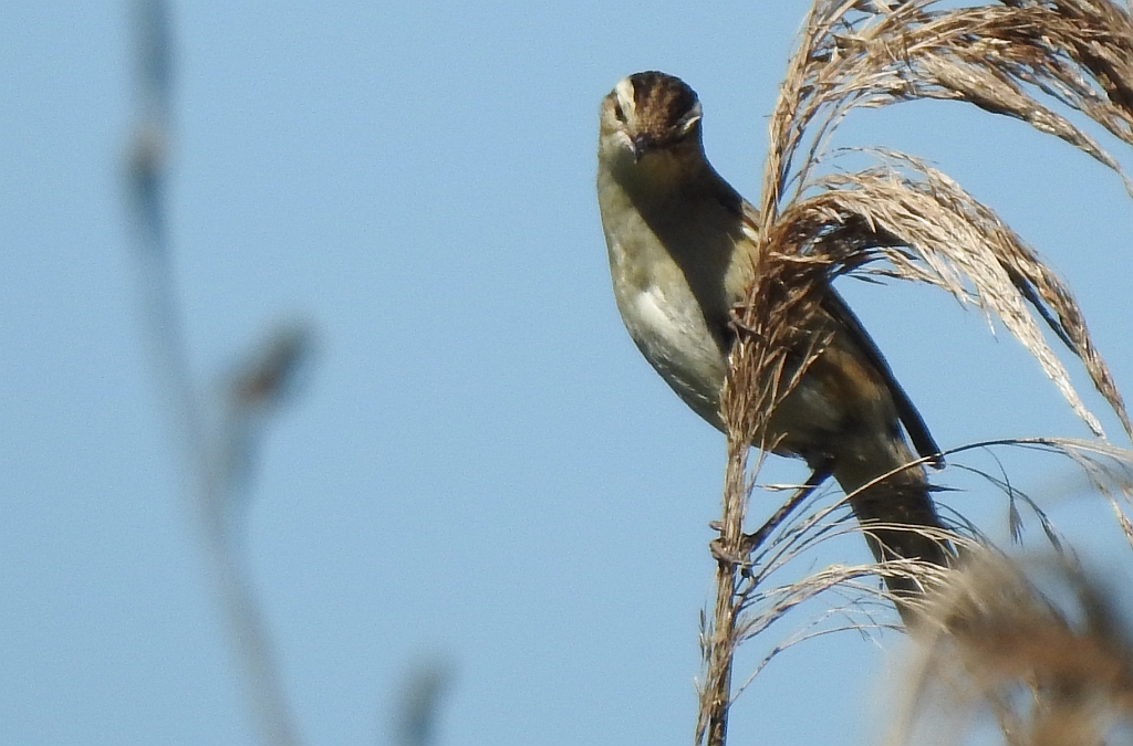 Rokitniczka (Acrocephalus schoenobaenus)