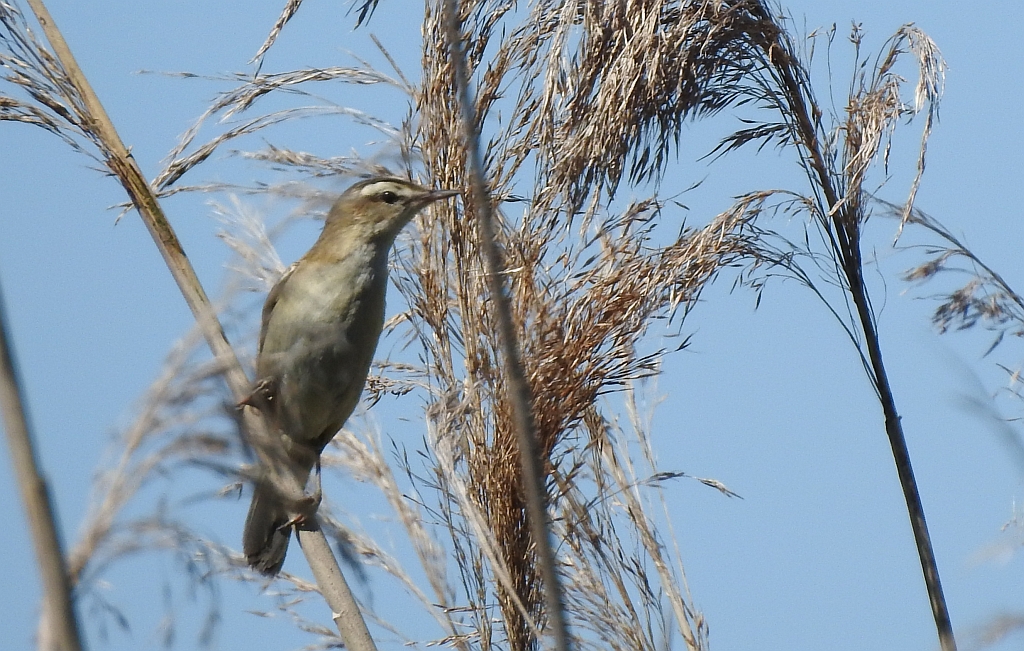 Rokitniczka (Acrocephalus schoenobaenus)
