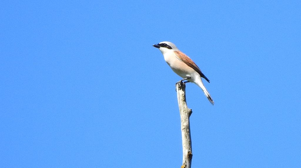 Dzierzba gąsiorek (Lanius collurio)