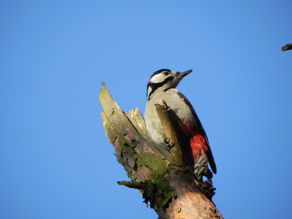 Dzięcioł duży (Dendrocopos major)