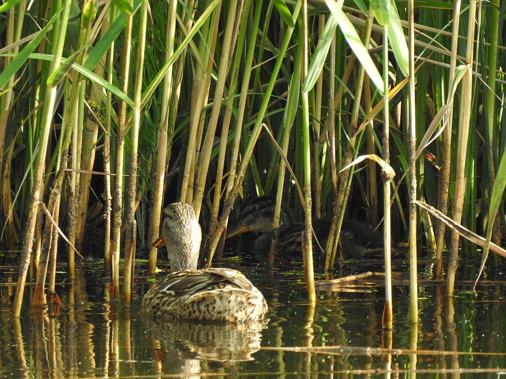 Krzyżówka, kaczka krzyżówka (Anas platyrhynchos)