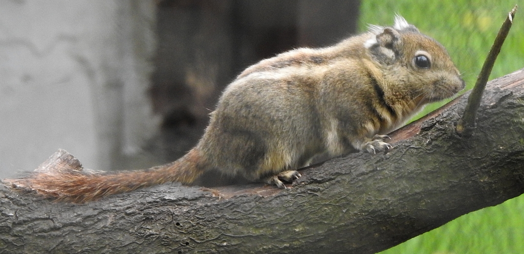 Wiewiórka chińska (Tamiops swinhoei)