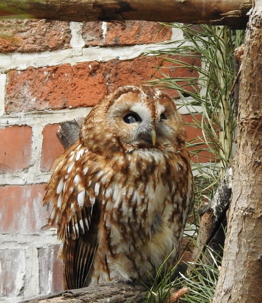 Puszczyk mszarny, sowa mszarna (Strix nebulosa)