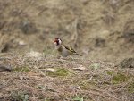 Szczygieł (Carduelis carduelis)