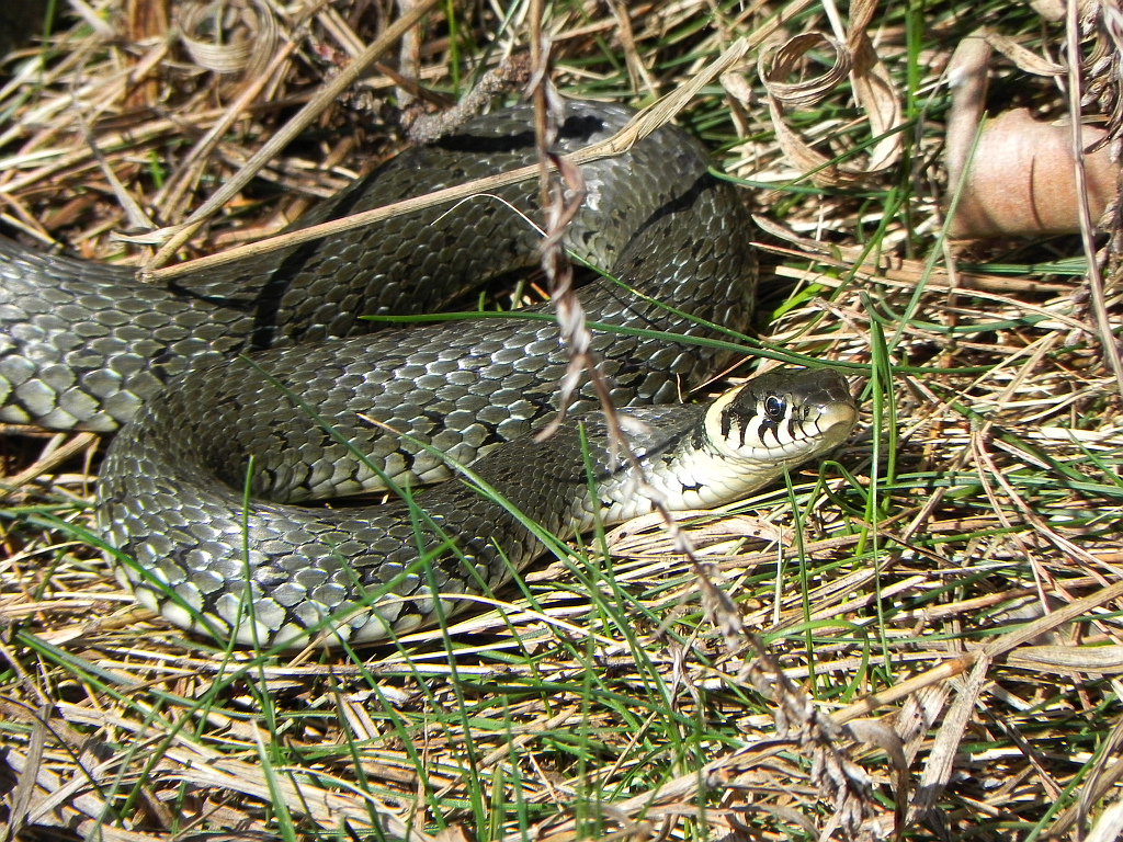 Zaskroniec zwyczajny (Natrix natrix)