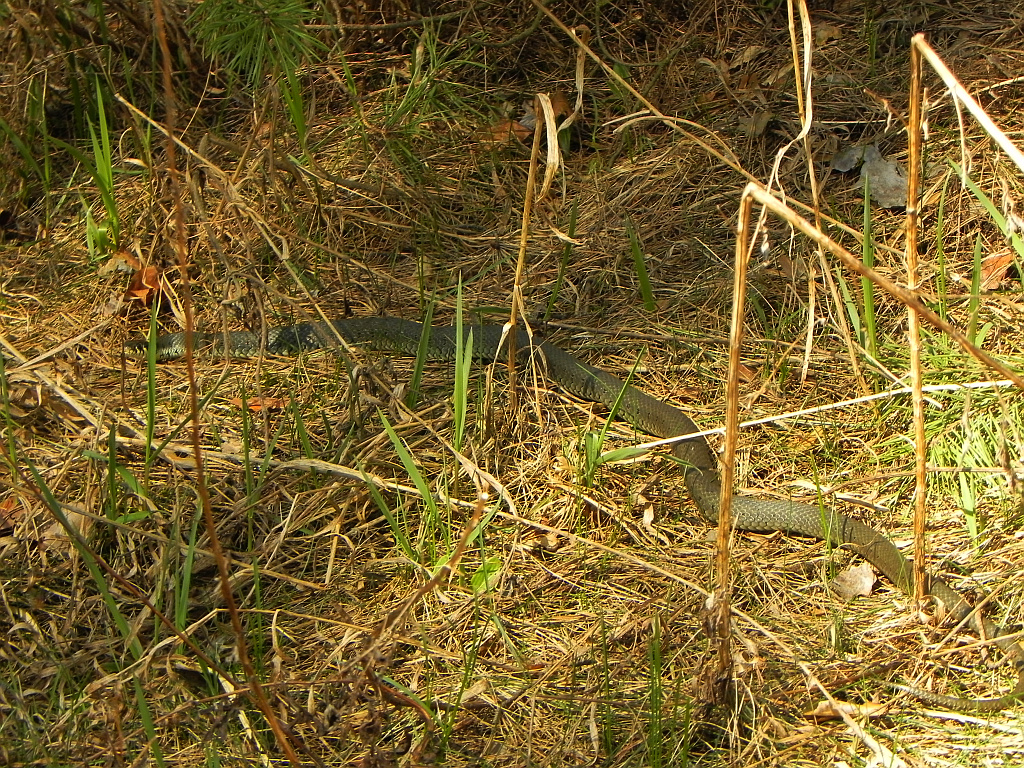 Zaskroniec zwyczajny (Natrix natrix)