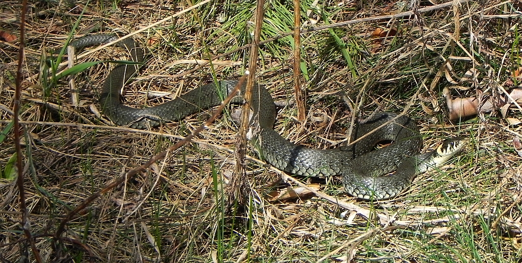 Zaskroniec zwyczajny (Natrix natrix)