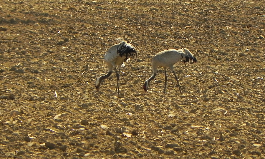 Żuraw (zwyczajny), żuraw popielaty, żuraw szary (Grus grus)