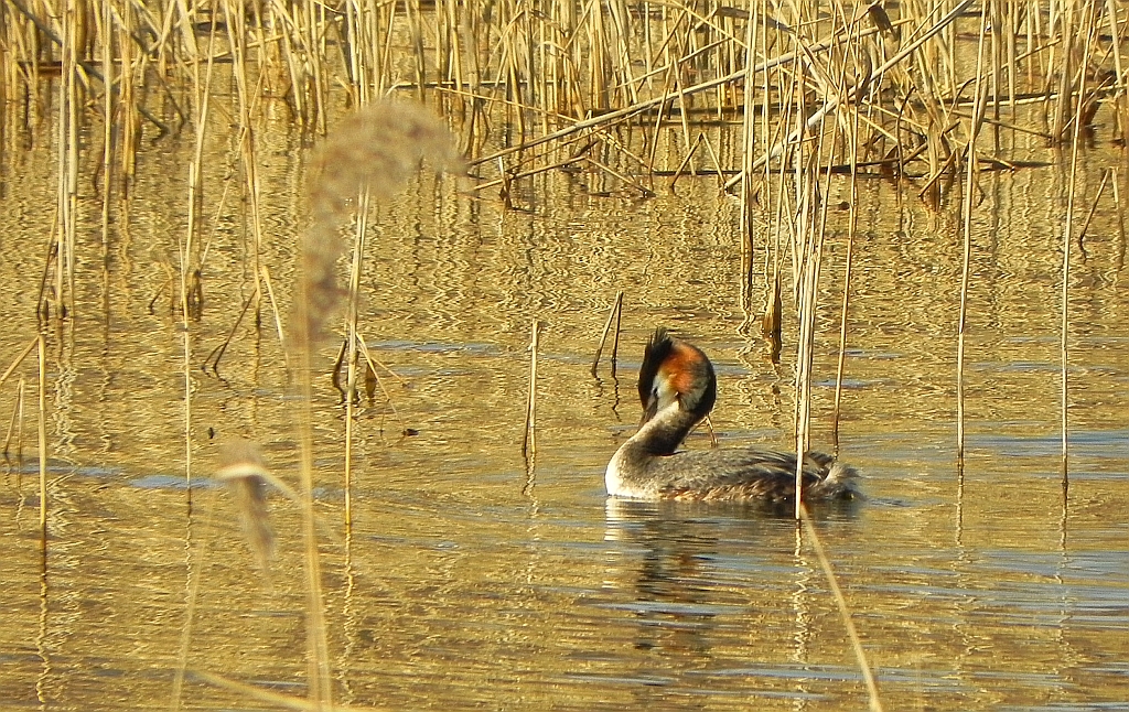Perkoz dwuczuby (Podiceps cristatus)