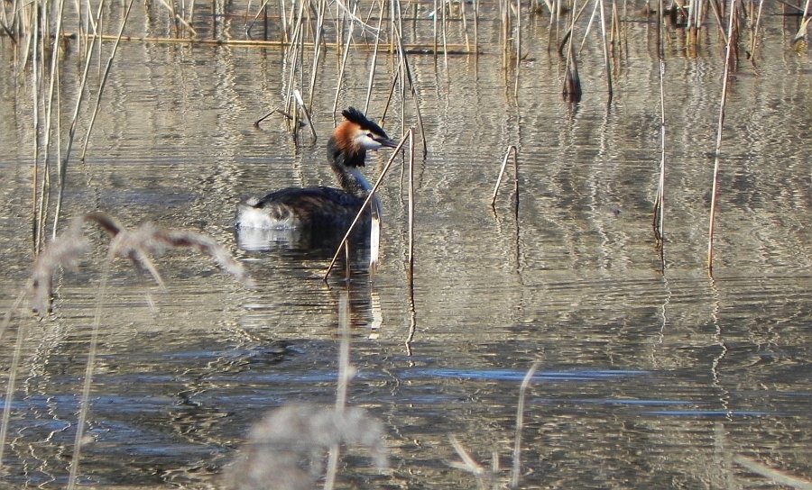 Perkoz dwuczuby (Podiceps cristatus)