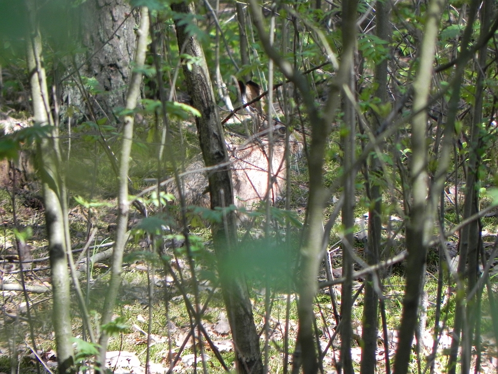 Zając szarak (Lepus europaeus)