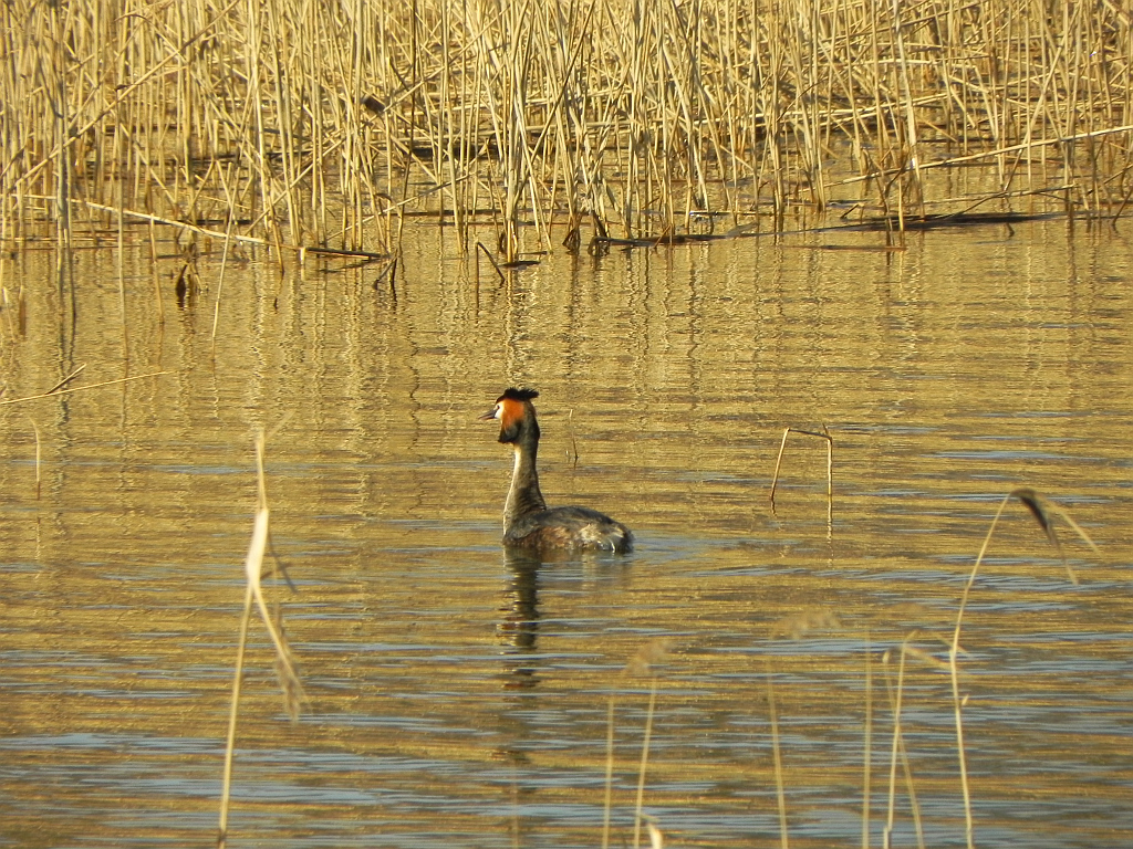 Perkoz dwuczuby (Podiceps cristatus)