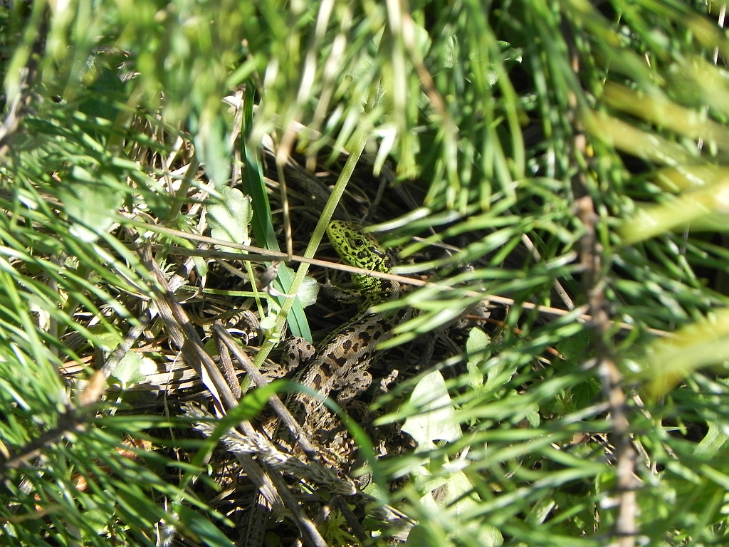 Jaszczurka zwinka (Lacerta agilis)