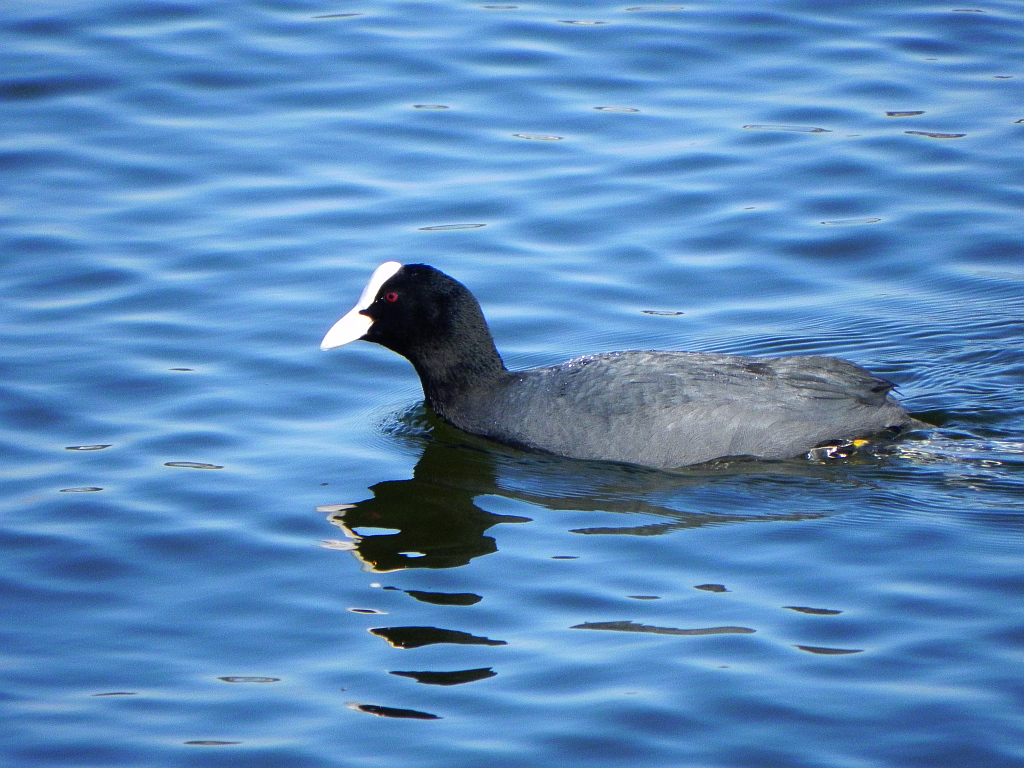 Łyska (zwyczajna) (Fulica atra)