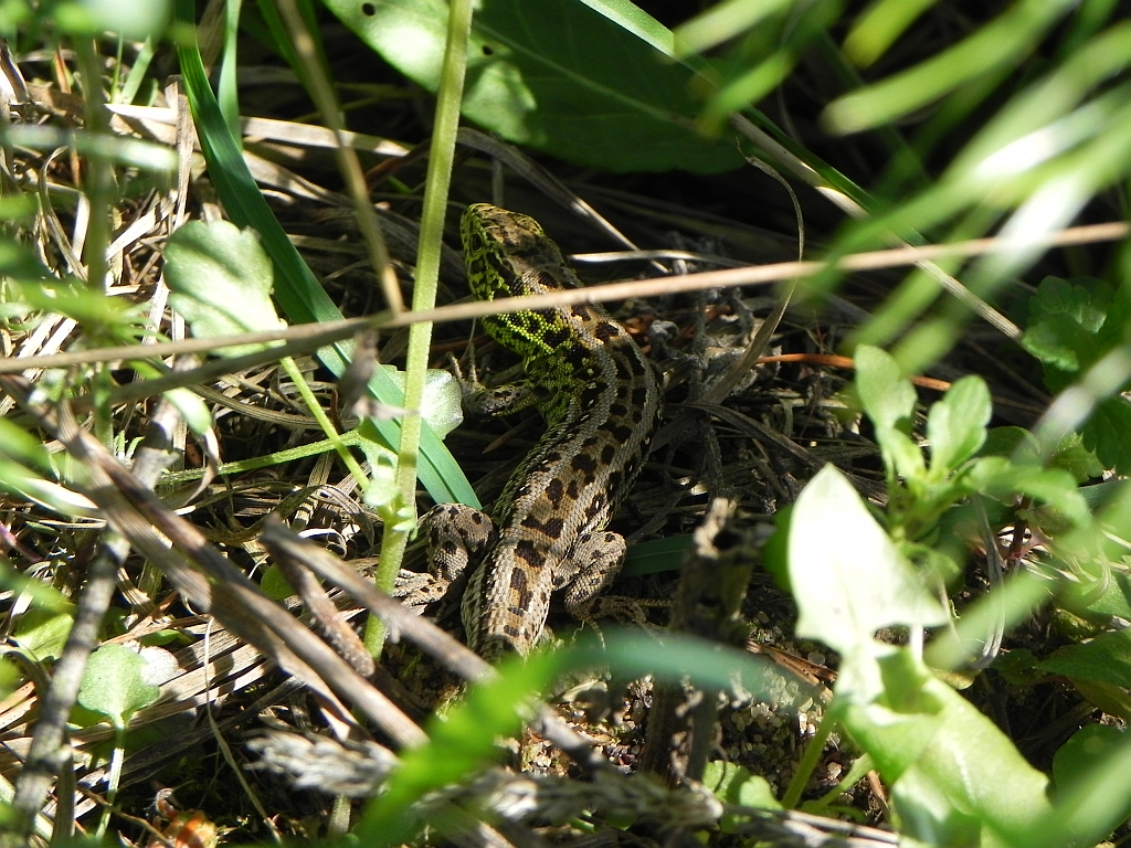 Jaszczurka zwinka (Lacerta agilis)