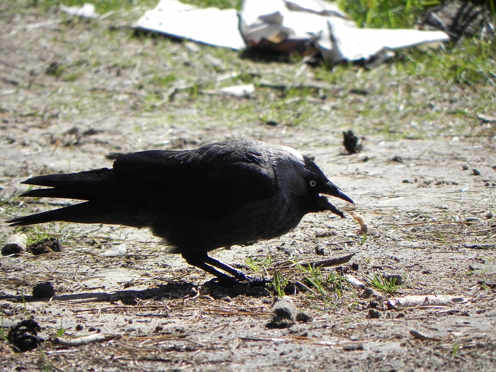Kawka, kawka zwyczajna (Corvus monedula)