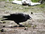 Kawka, kawka zwyczajna (Corvus monedula)