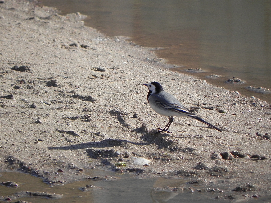 Pliszka siwa (Motacilla alba)