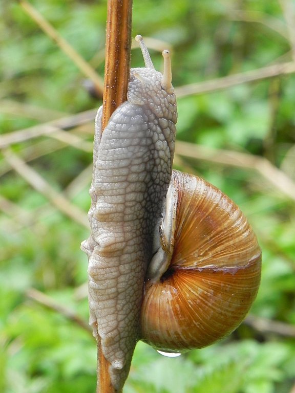 Ślimak winniczek (Helix pomatia)