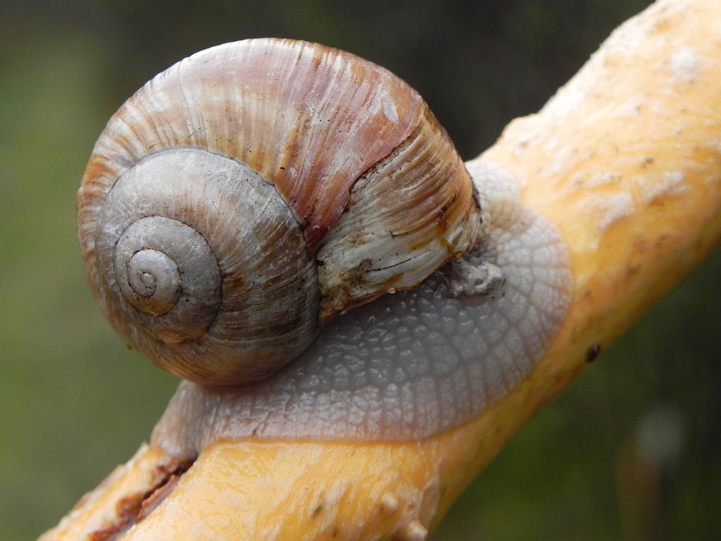 Ślimak winniczek (Helix pomatia)