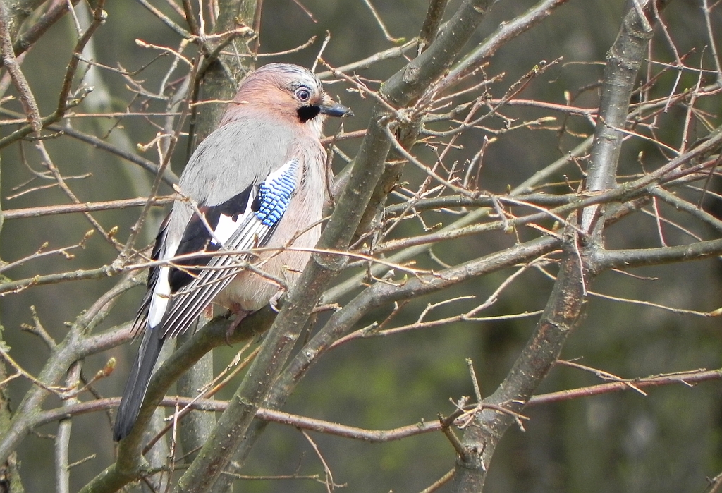Sójka zwyczajna, sójka, sójka żołędziówka (Garrulus glandarius)