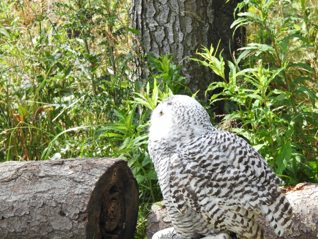 Puchacz śnieżny, sowa śnieżna (Bubo scandiacus)