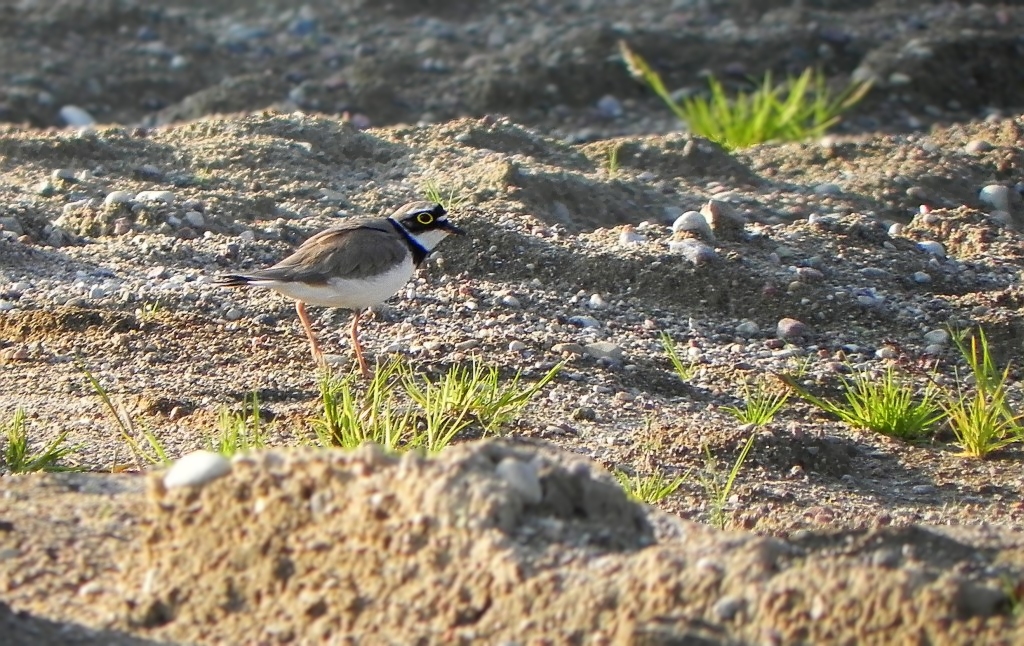 Sieweczka rzeczna (Charadrius dubius)