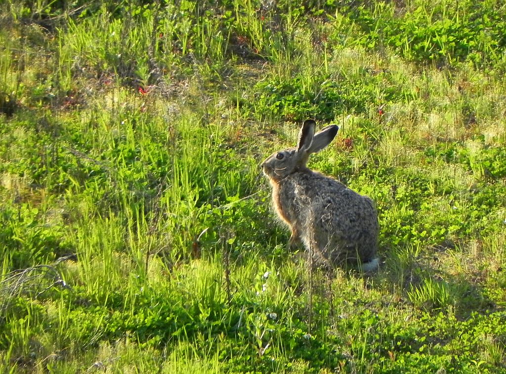 Zając szarak (Lepus europaeus)