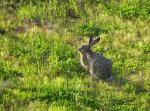 Zając szarak (Lepus europaeus)