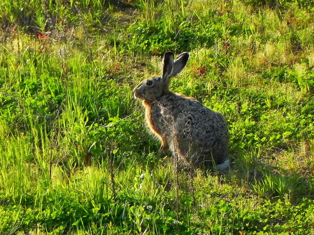 Zając szarak (Lepus europaeus)