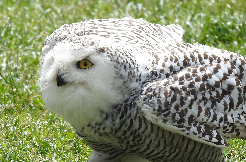 Puchacz śnieżny, sowa śnieżna (Bubo scandiacus)