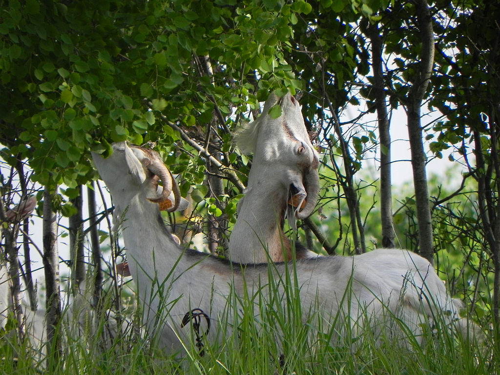Koza domowa (Capra hircus)