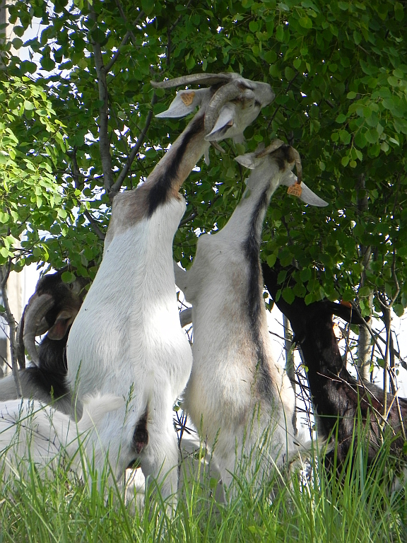Koza domowa (Capra hircus)