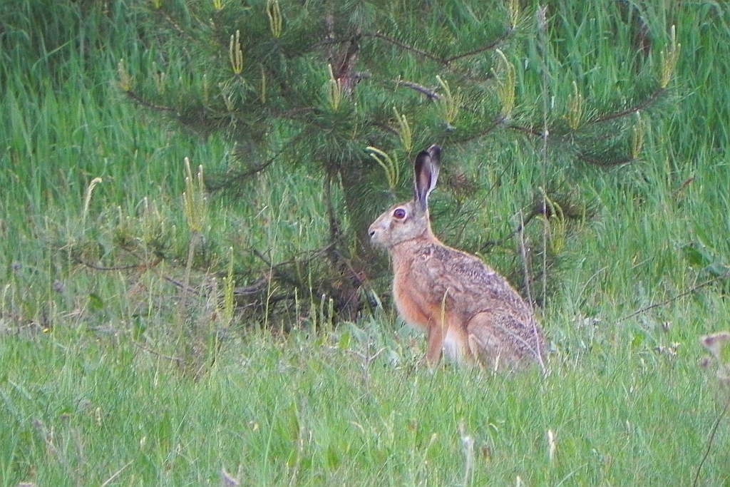Zając szarak (Lepus europaeus)