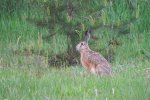 Zając szarak (Lepus europaeus)