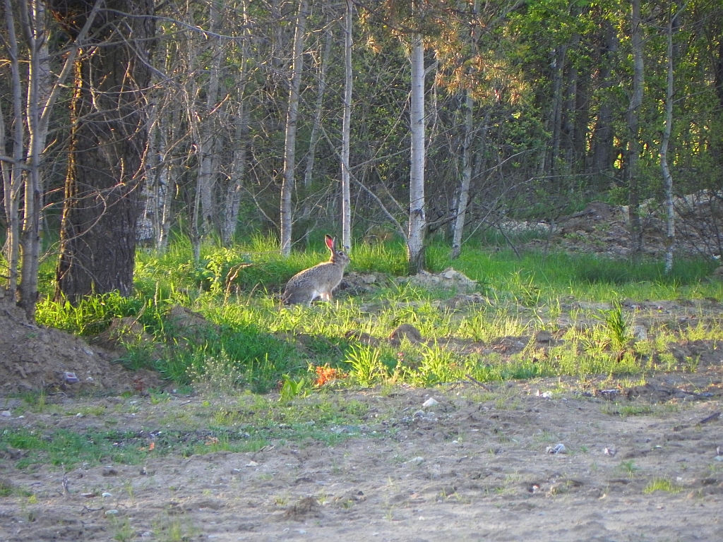 Zając szarak (Lepus europaeus)