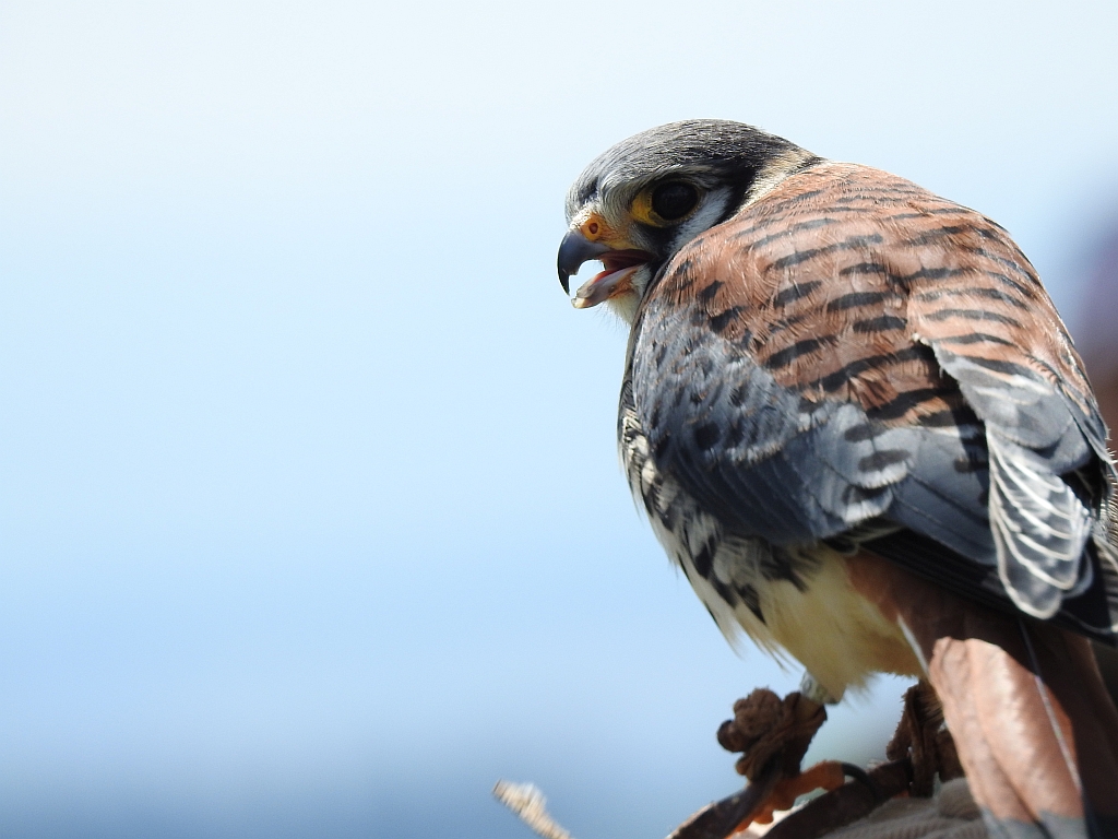 Pustułka (Falco tinnunculus)