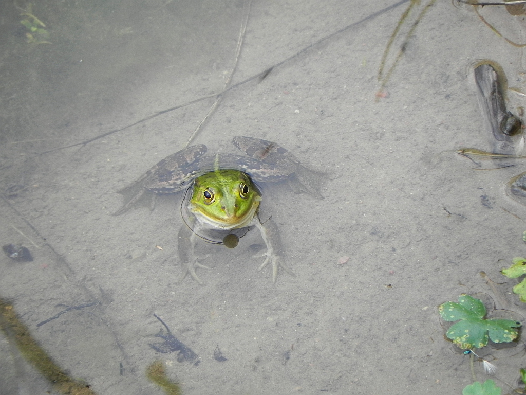 Żaba wodna (Rana esculenta)