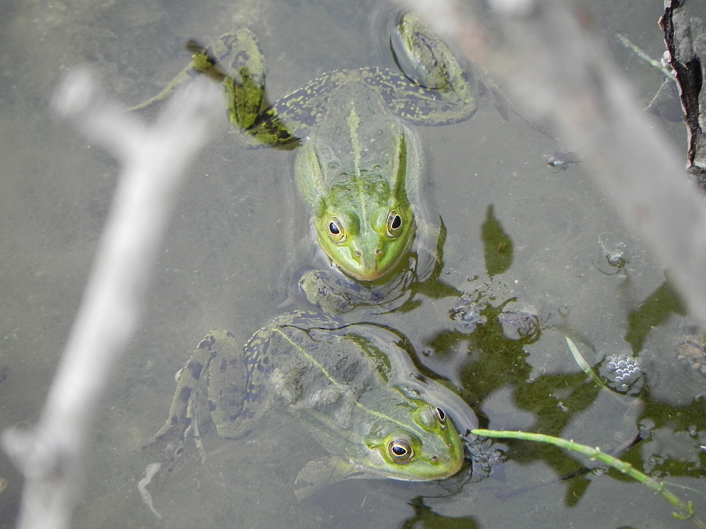 Żaba wodna (Rana esculenta)
