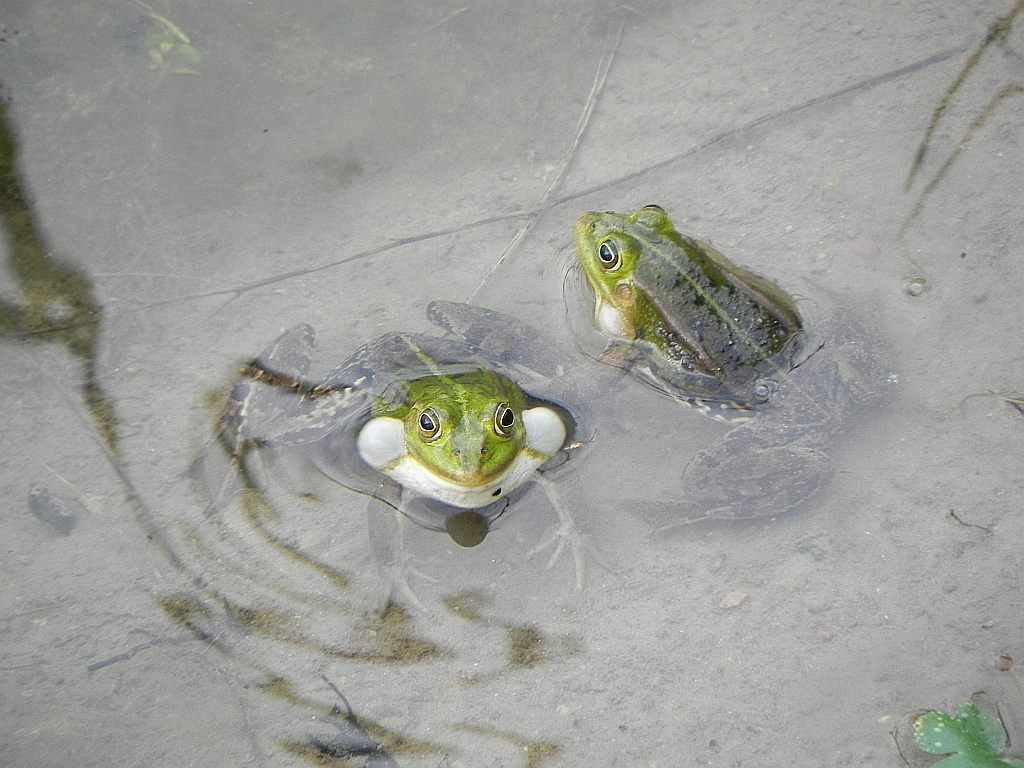 Żaba wodna (Rana esculenta)