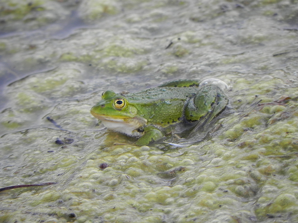 Żaba wodna (Rana esculenta)