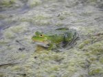 Żaba wodna (Rana esculenta)