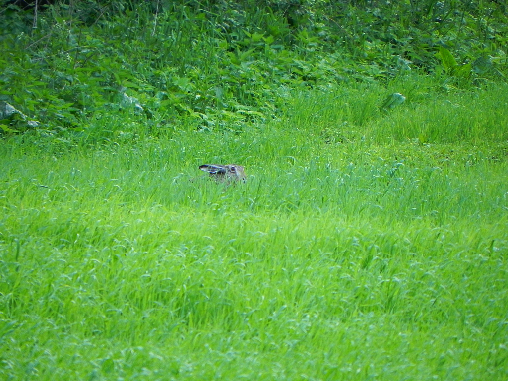 Zając szarak (Lepus europaeus)