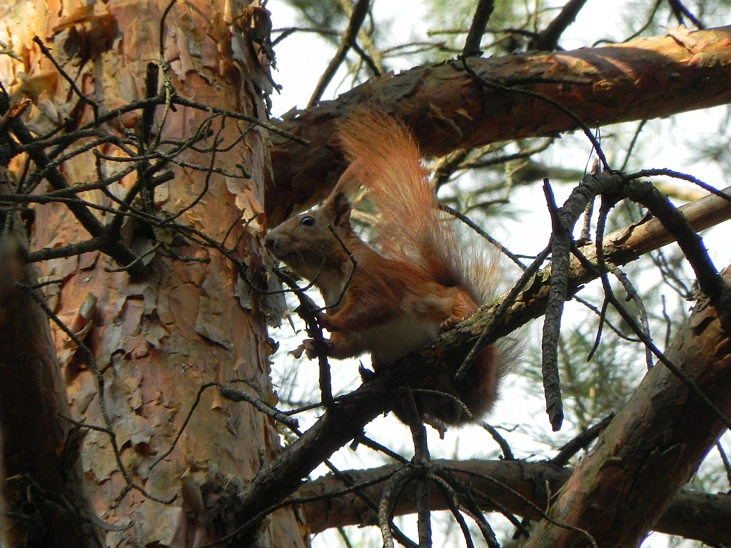 Wiewiórka pospolita, wiewiórka ruda (Sciurus vulgaris)