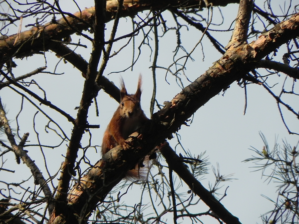 Wiewiórka pospolita, wiewiórka ruda (Sciurus vulgaris)
