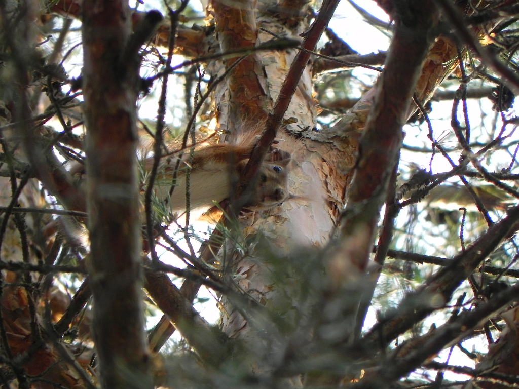 Wiewiórka pospolita, wiewiórka ruda (Sciurus vulgaris)
