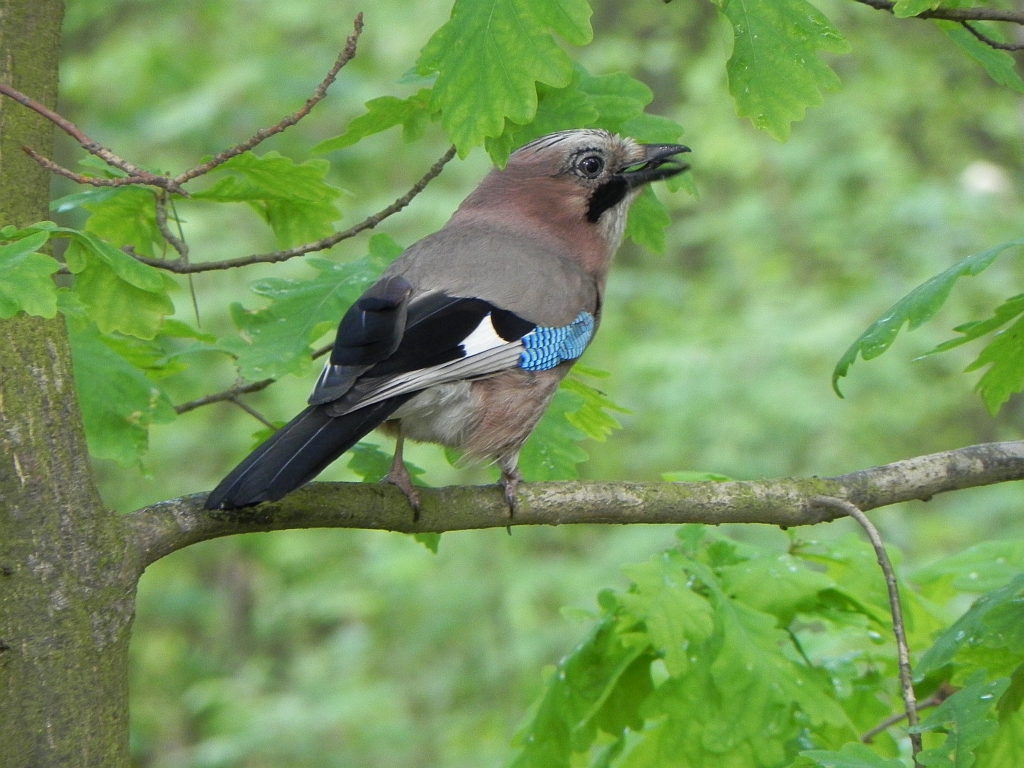 Sójka zwyczajna, sójka, sójka żołędziówka (Garrulus glandarius)