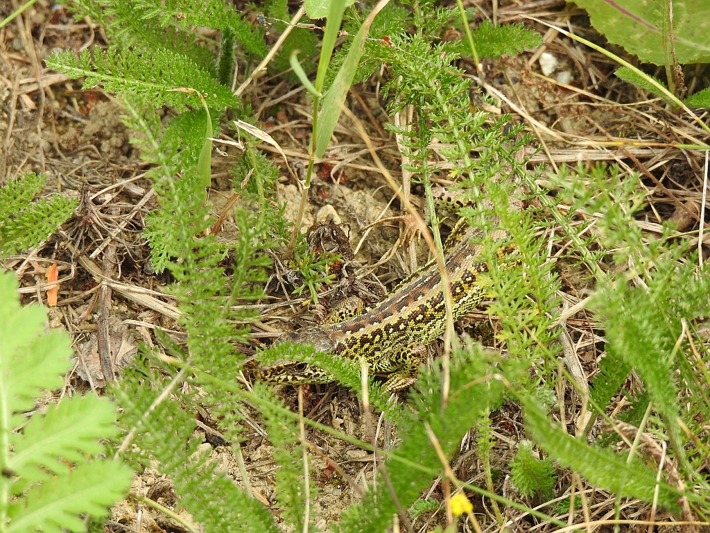Jaszczurka zwinka (Lacerta agilis)