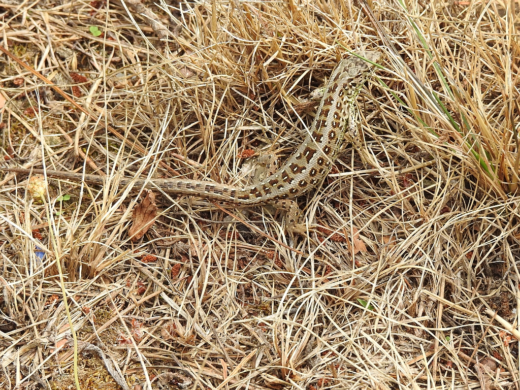 Jaszczurka zwinka (Lacerta agilis)